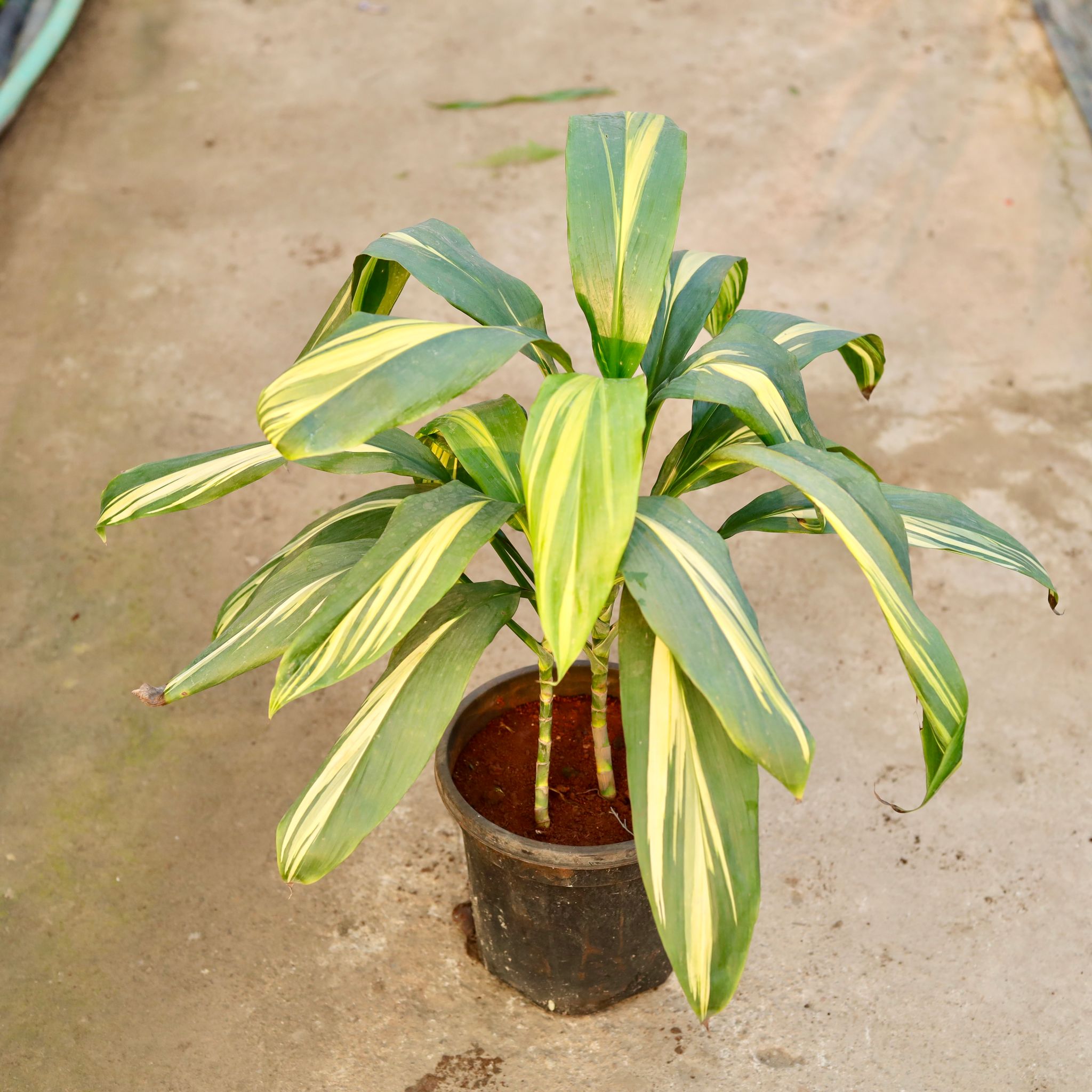 Dracaena Variegated (~ 2.5 Ft) in 8 Inch Nursery Pot