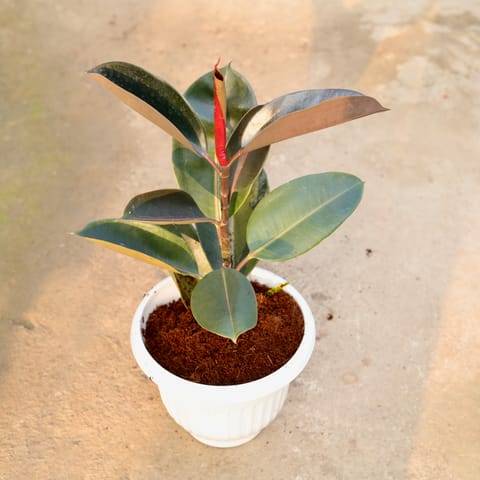 Rubber Black in 10 Inch White Olive Plastic Pot