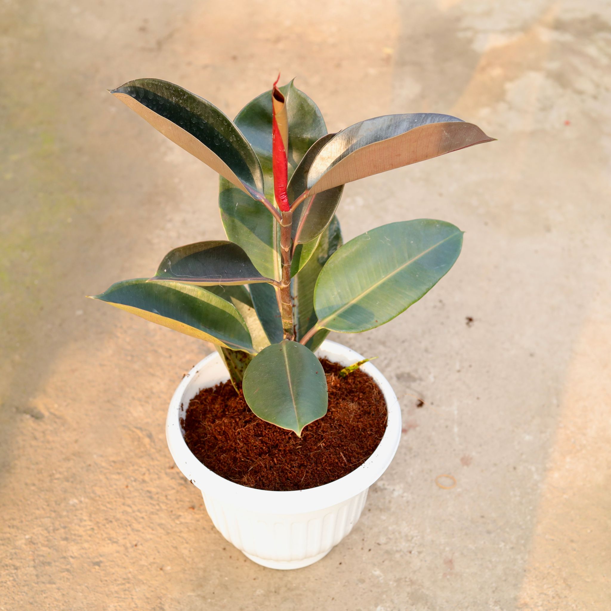 Rubber Black in 10 Inch White Olive Plastic Pot