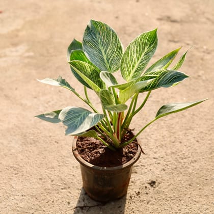 Buy Philodendron Birkin in 6 Inch Nursery Pot Online | Urvann.com