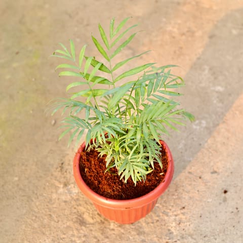 Chamaedorea Palm Bushy in 8 Inch Live Fresh Plant Terracotta Red Olive Plastic Pot in Sector 10
