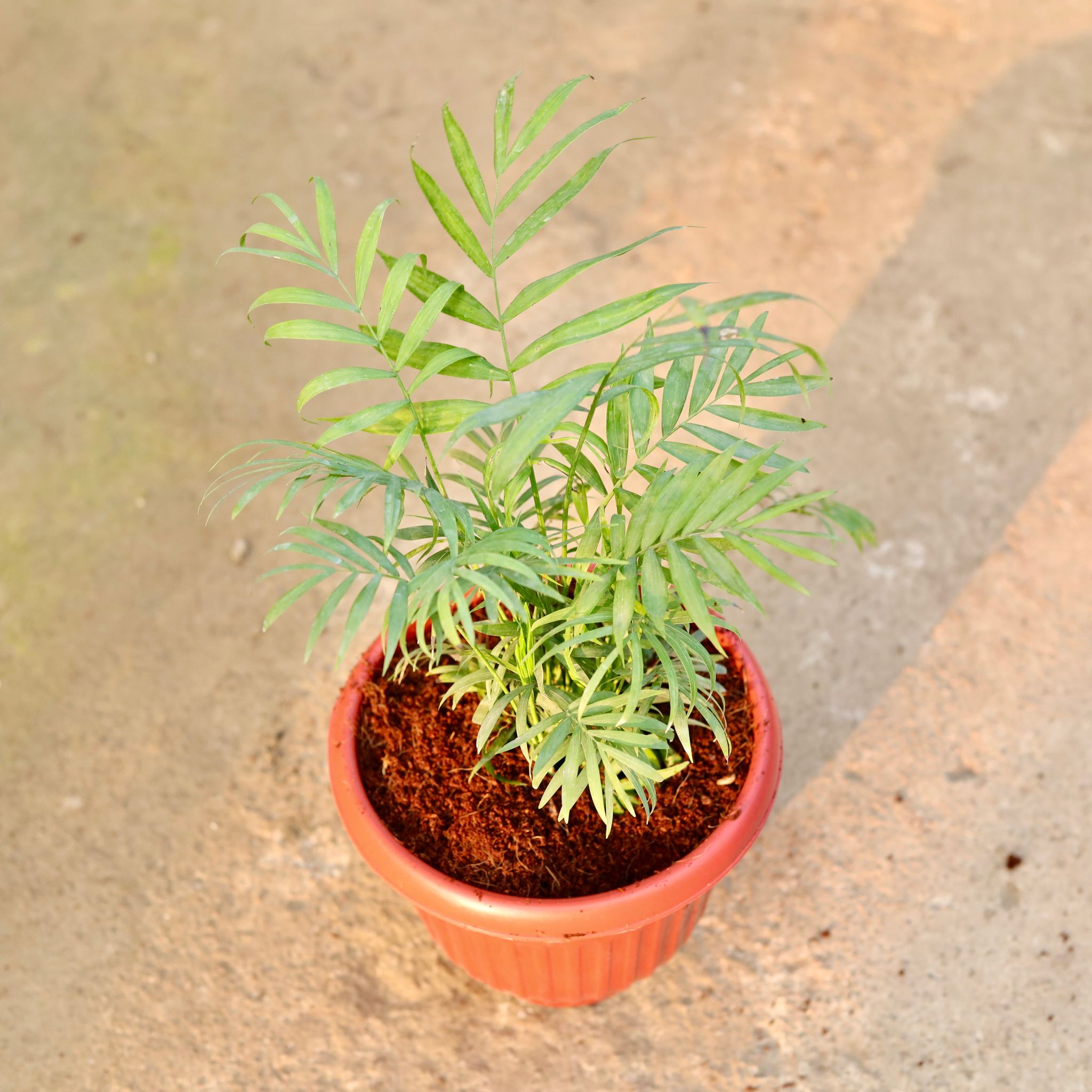 Chamaedorea Palm Bushy in 8 Inch Terracotta Red Olive Plastic Pot