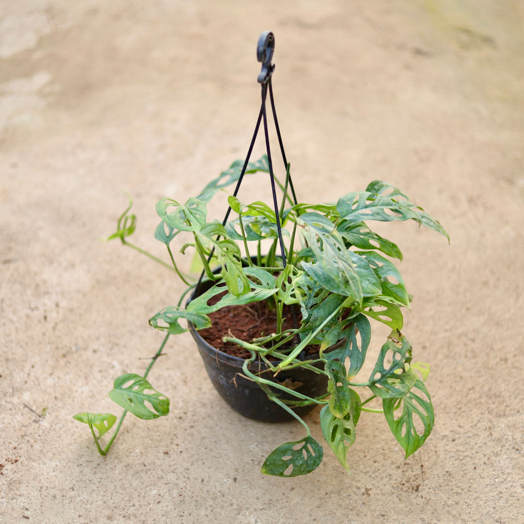 Monstera Broken Heart in 8 Inch Black Hanging Plastic Basket
