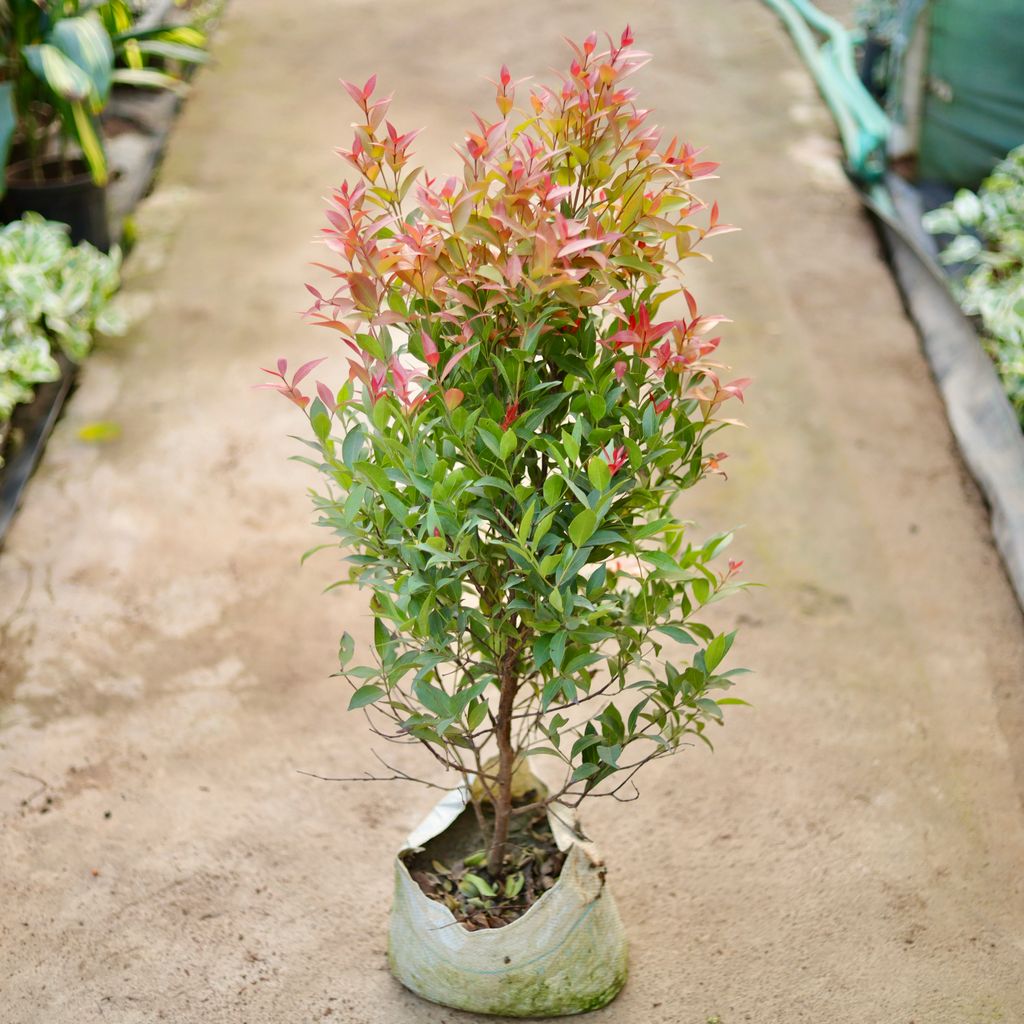 Buy Syzygium / Christina Ficus (~ 3 Ft) in 10 Inch Nursery Bag Online | Urvann.com Syzygium / Christina Ficus (~ 3 Ft) in 10 Inch Nursery Bag