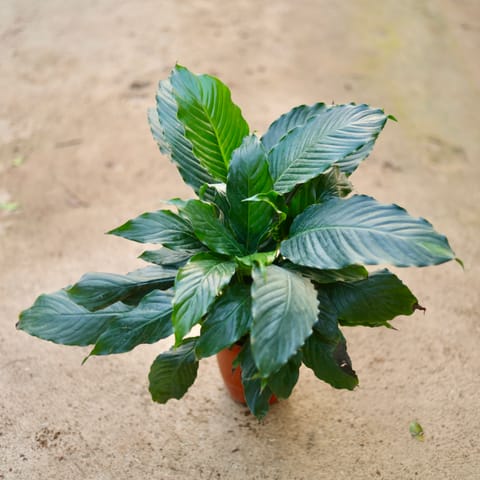 Peace Lily (Pune Variety) in 6 Inch Nursery Pot