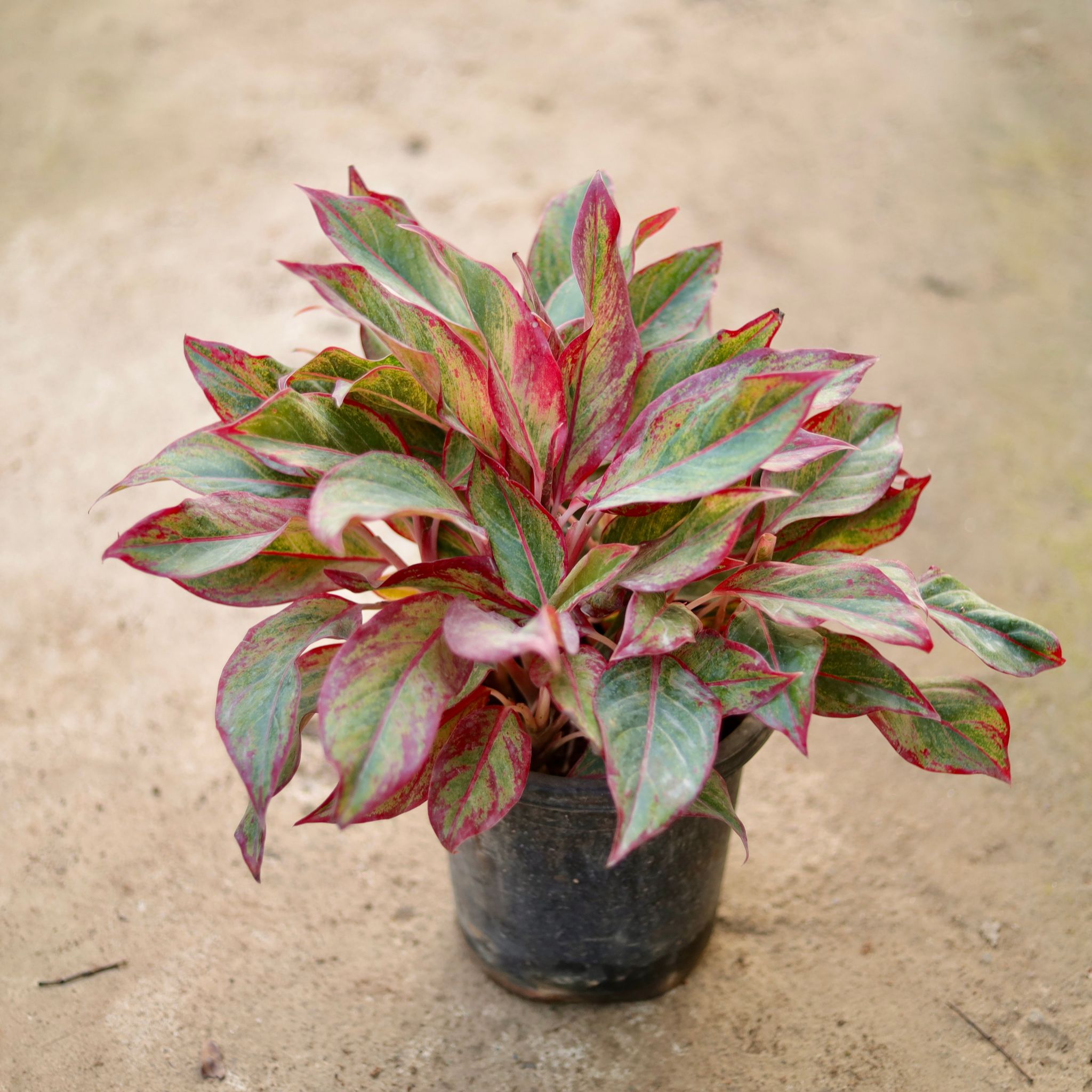 Aglaonema Lipstick (Bushy) in 8 Inch Nursery Pot