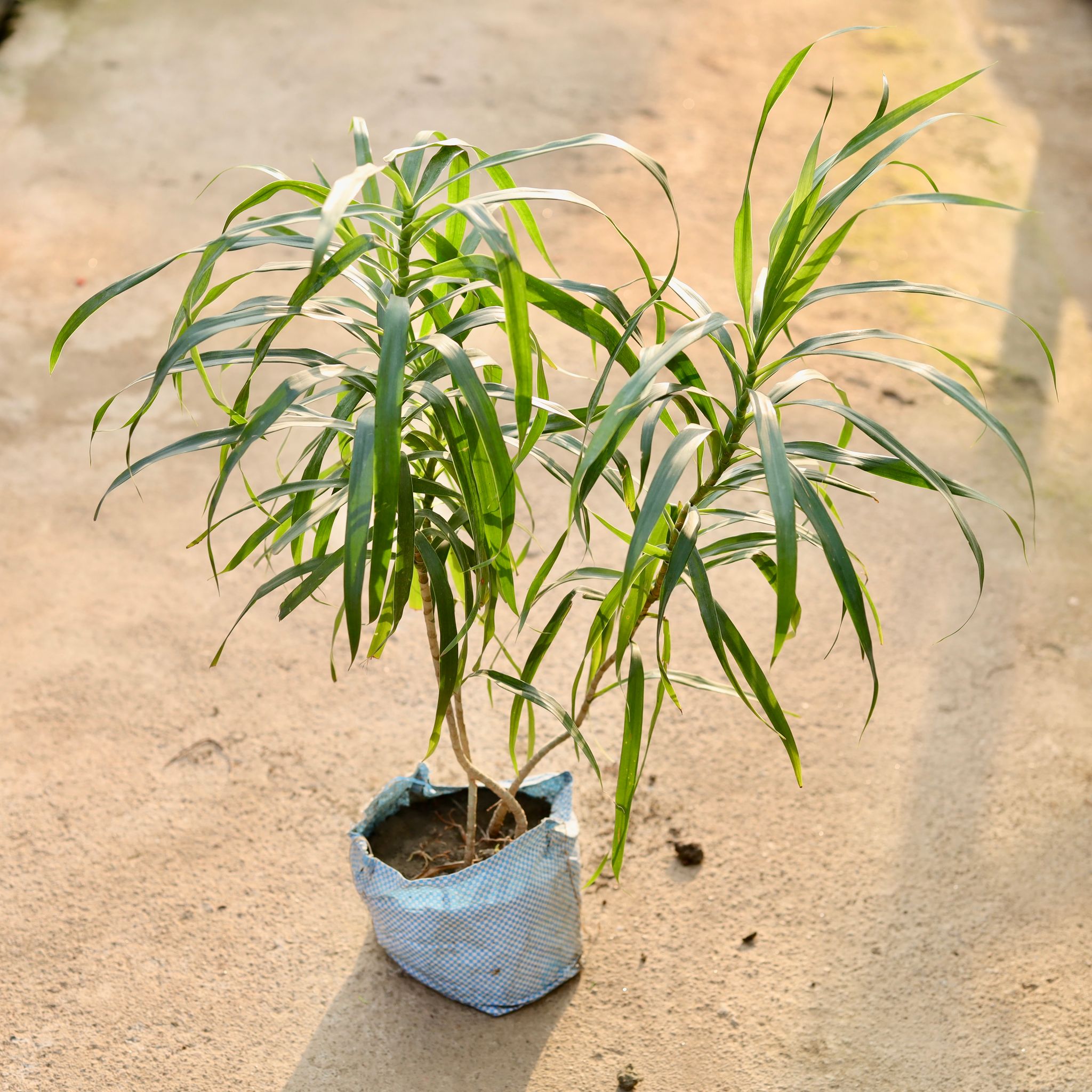 Dracaena Green in 4Inch Nursery Bag