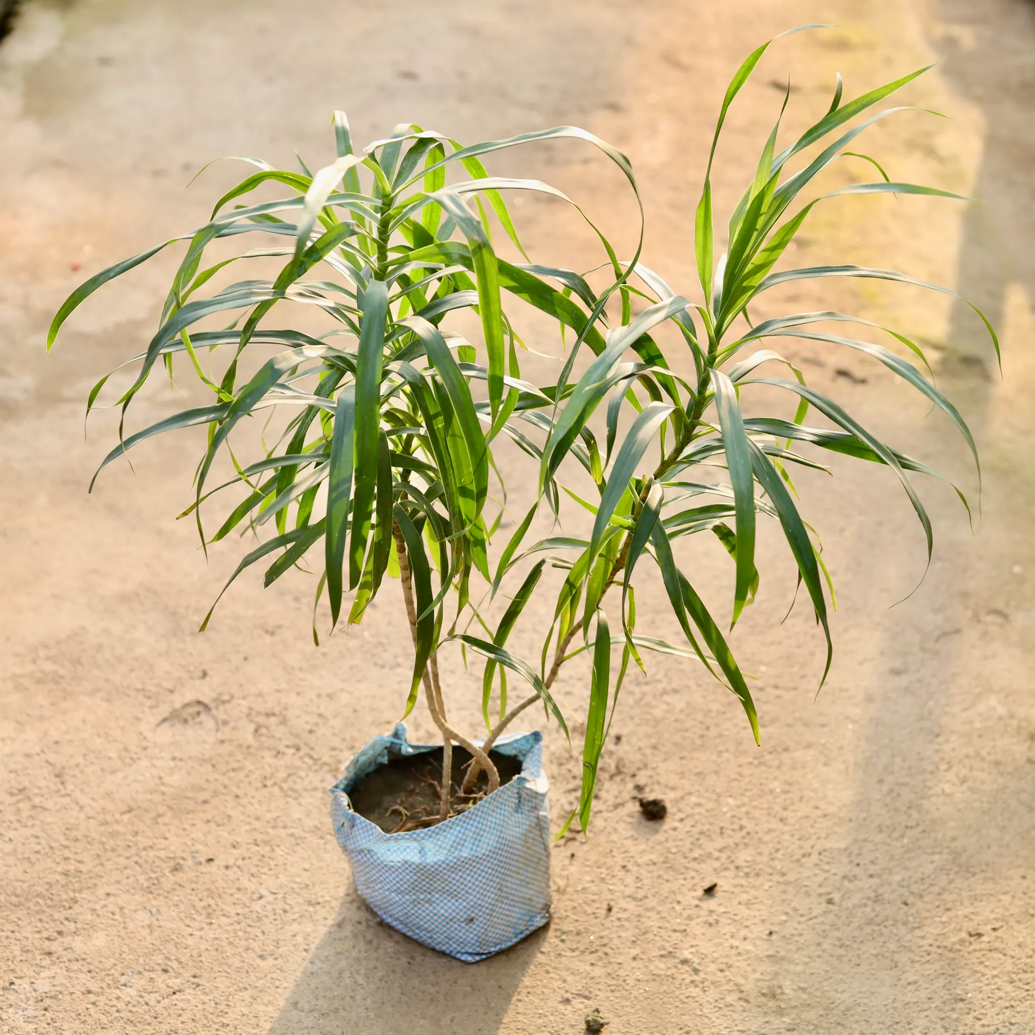 Dracaena Green in 4Inch Nursery Bag