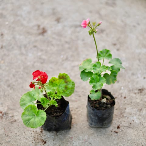 Set of 2 - Geranium (Any Colour) in 4 Inch Nursery Bag