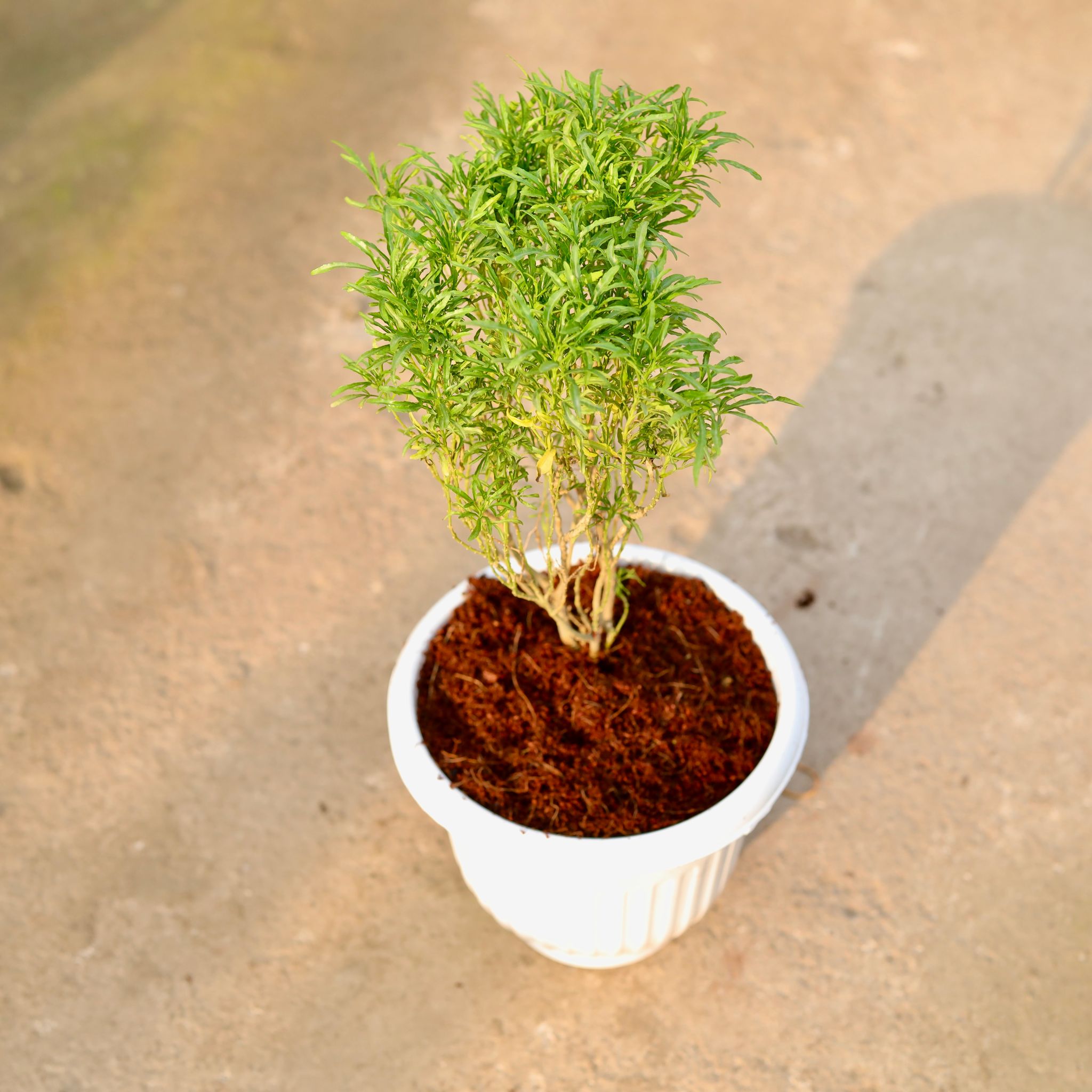Aralia golden in 8 Inch White Olive Plastic Pot