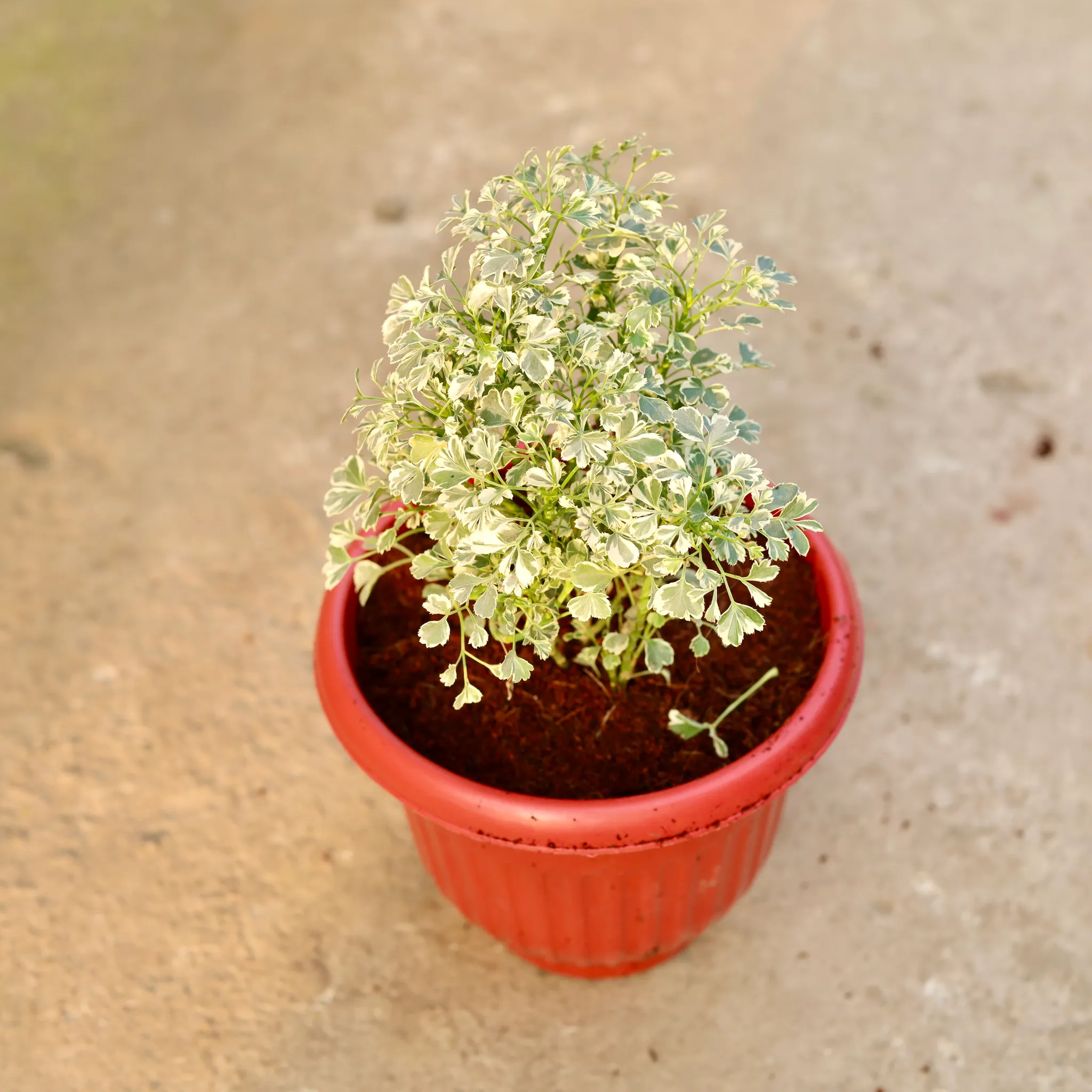 Aralia Variegated in 8 Inch Terracotta Red Olive Plastic Pot