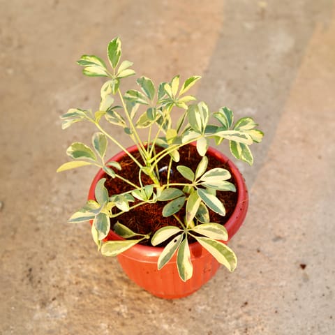 Schefflera Mini in 8 Inch Terracotta Red Olive Plastic Pot