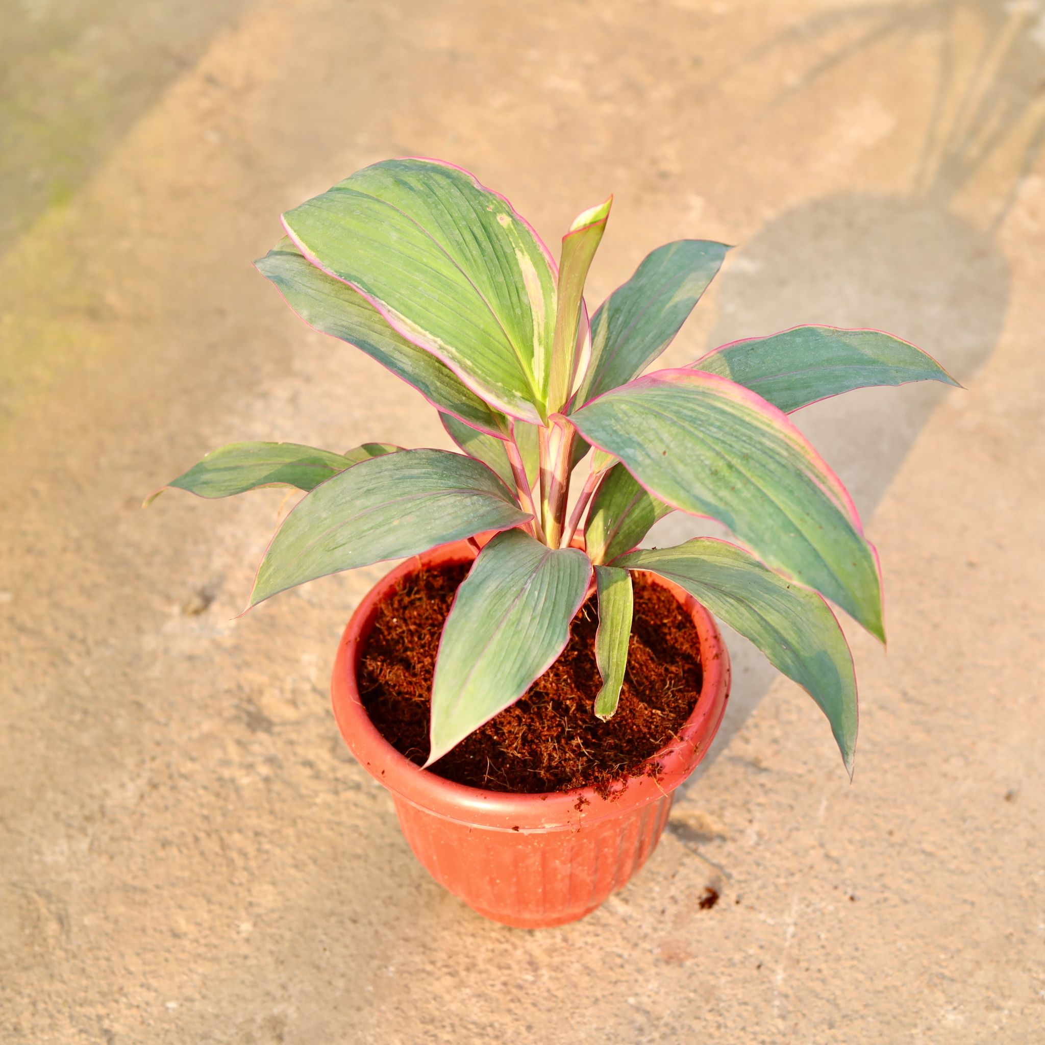 Dracaena Kedarnath in 8 Inch Terracotta Red Olive Plastic Pot