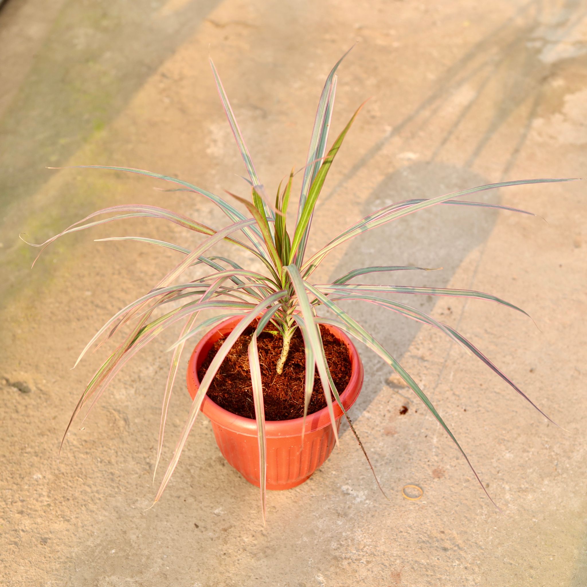Dracaena Colorama / Marginata Red in 8 Inch Terracotta Red Olive Plastic Pot