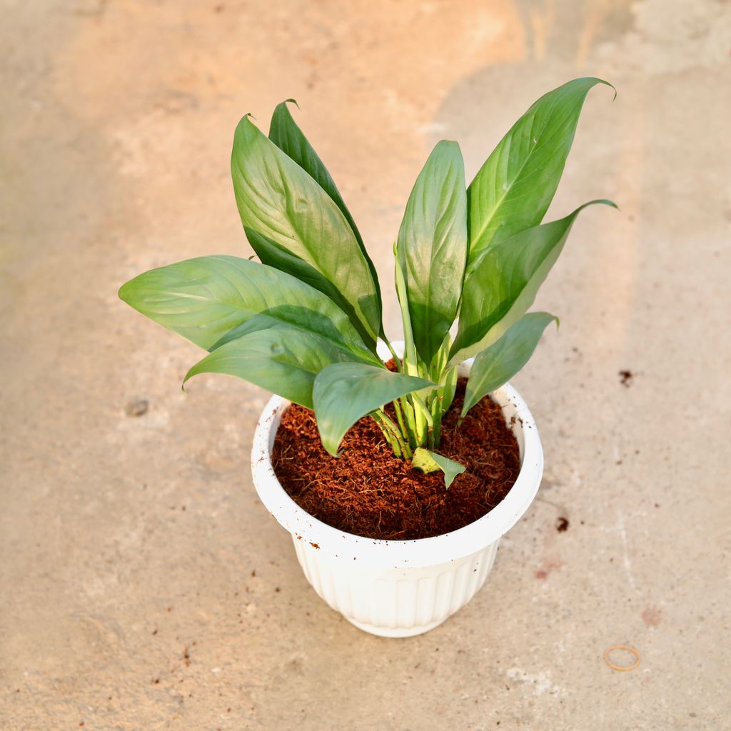 Buy Peace Lily in 8 Inch White Olive Plastic Pot Online | Urvann.com Peace Lily in 8 Inch White Olive Plastic Pot