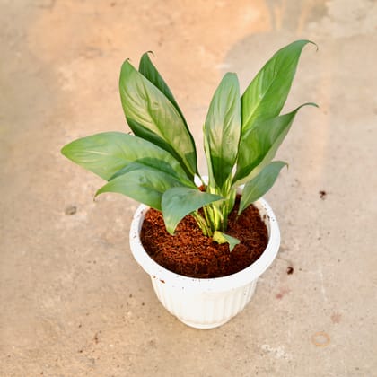 Buy Peace Lily in 8 Inch White Olive Plastic Pot Online | Urvann.com