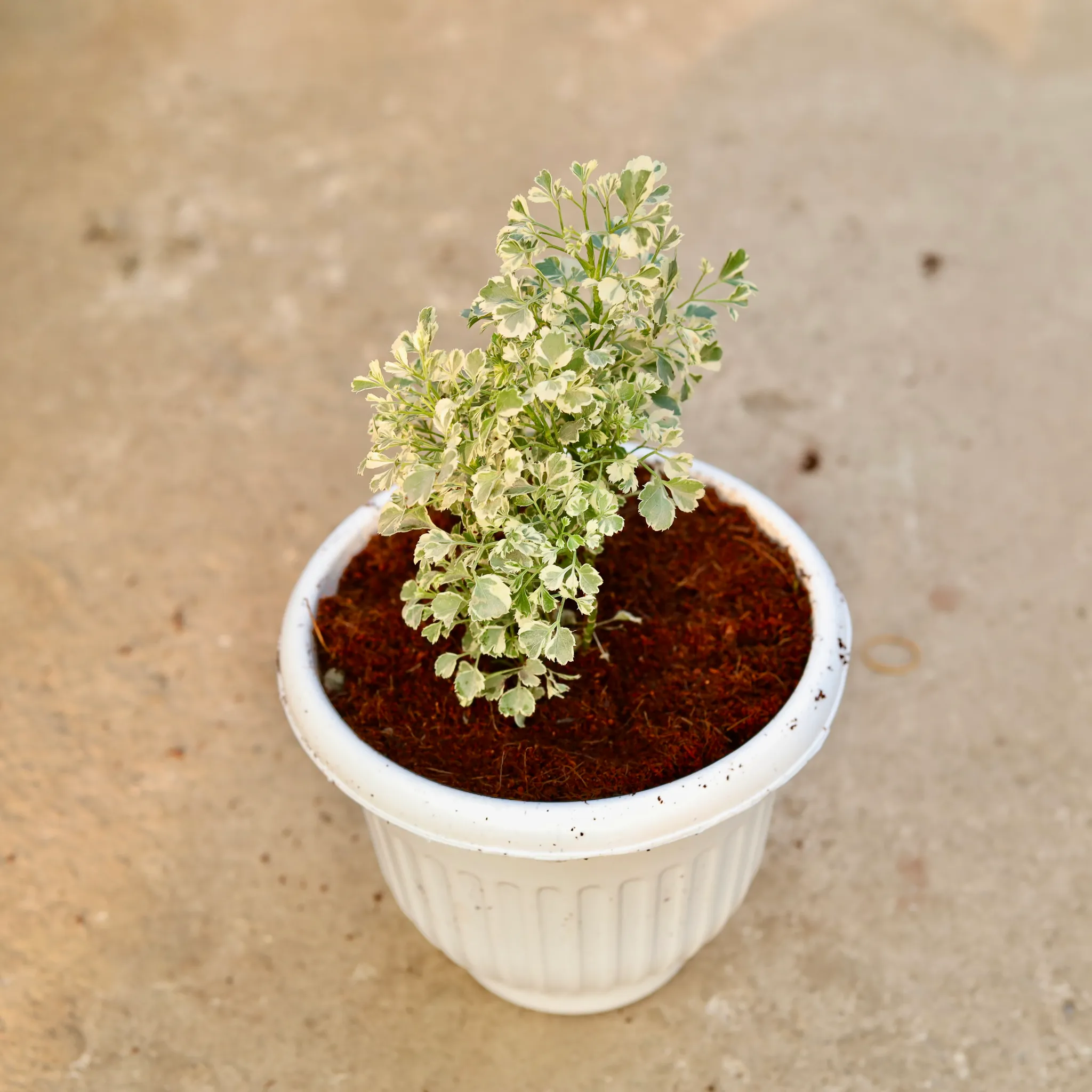 Aralia Variegated in 8 Inch White Olive Plastic Pot