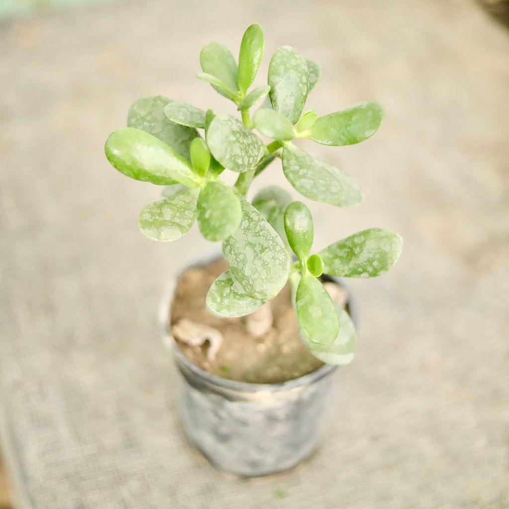 Dhan kuber plant in 5 Inch Nursery Pot