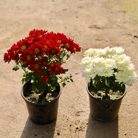 Set of 2 - Chrysanthemum / Guldawari / Guldaudi (any colour) in 6 Inch Nursery Pot