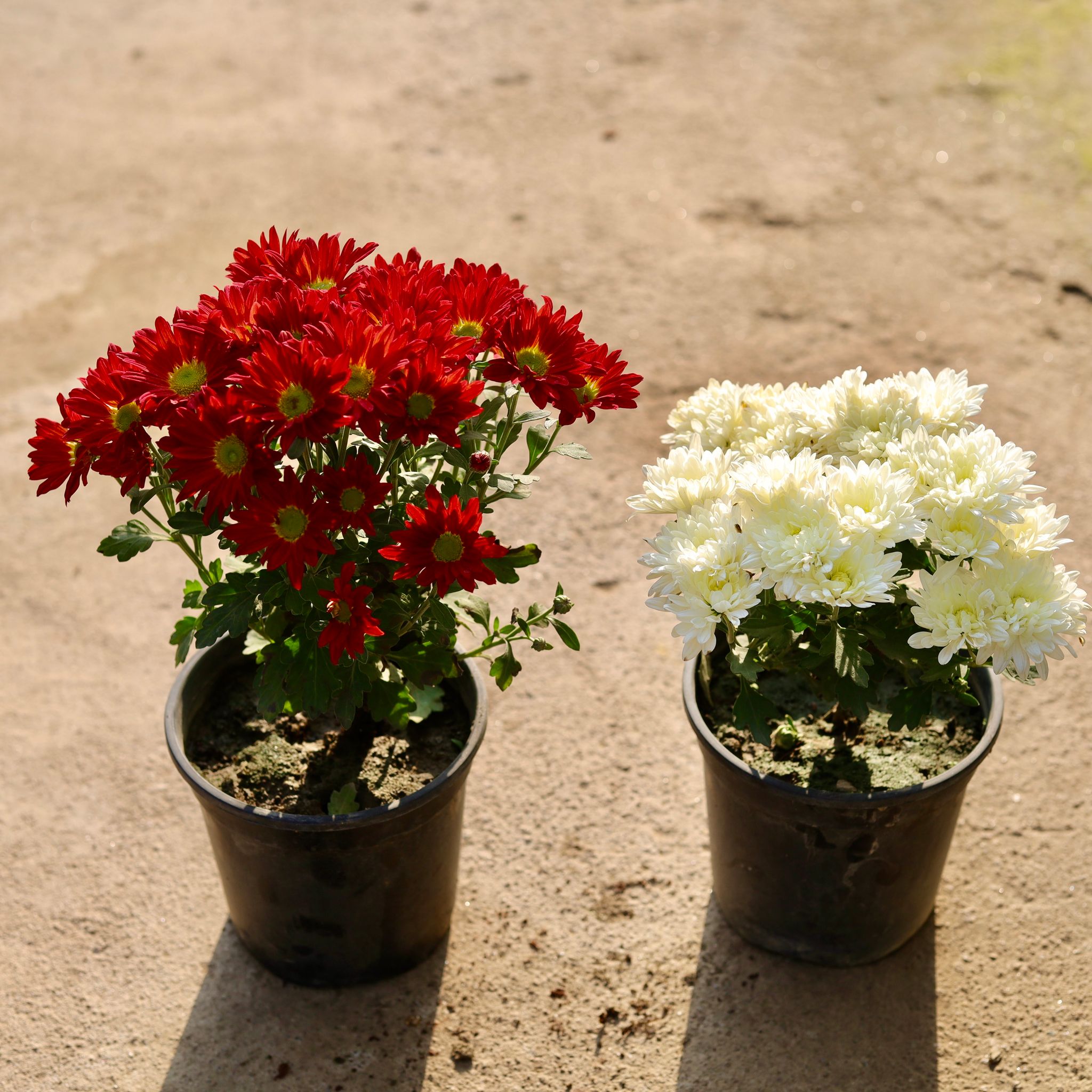 Set of 2 - Chrysanthemum / Guldawari / Guldaudi (any colour) in 6 Inch Nursery Pot