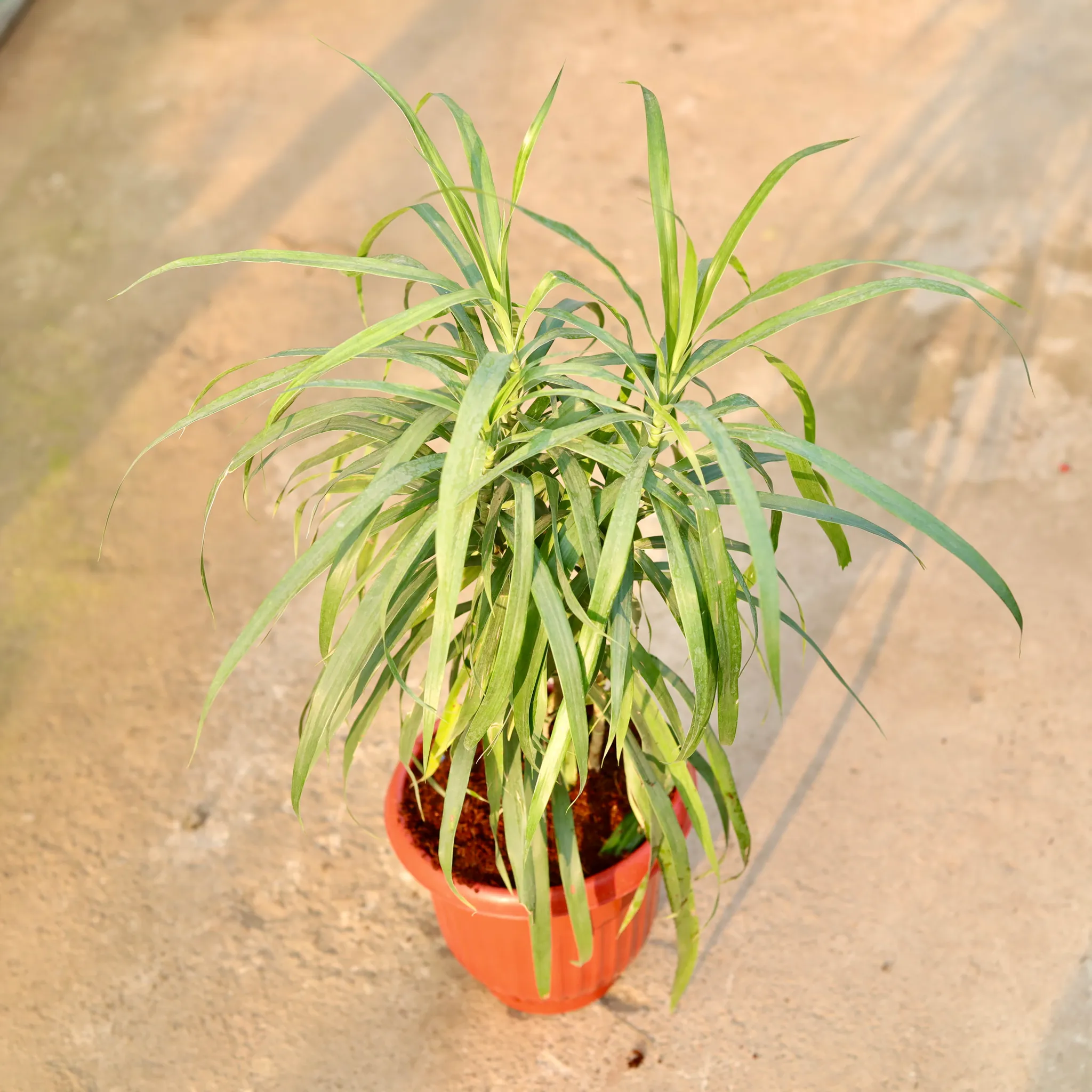Dracaena Green in 8 Inch Terracotta Red Olive Plastic Pot
