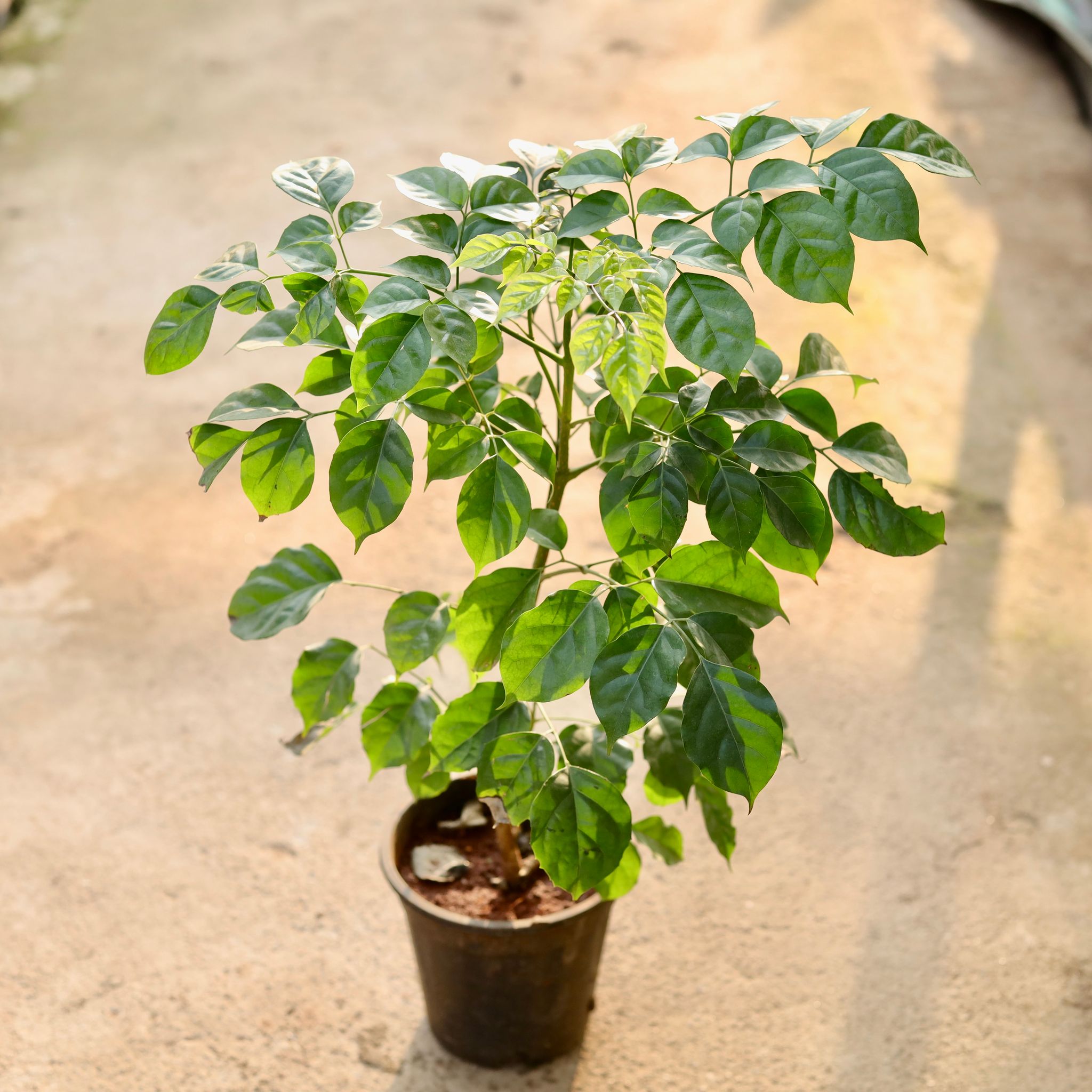 China Doll / Radermachera in 6 Inch Nursery Pot