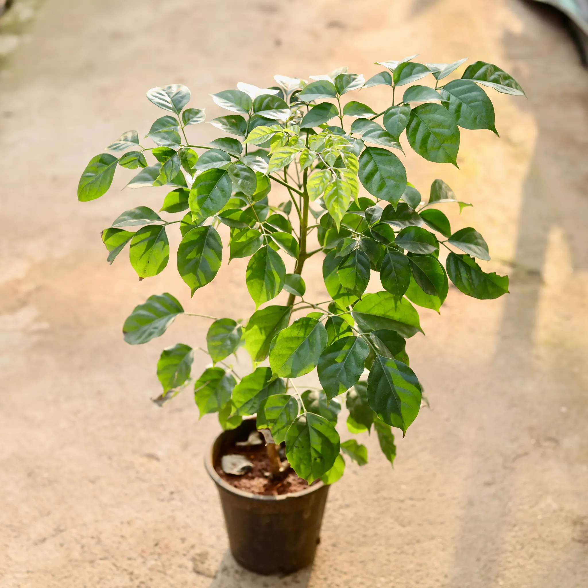 China Doll / Radermachera in 6 Inch Nursery Pot