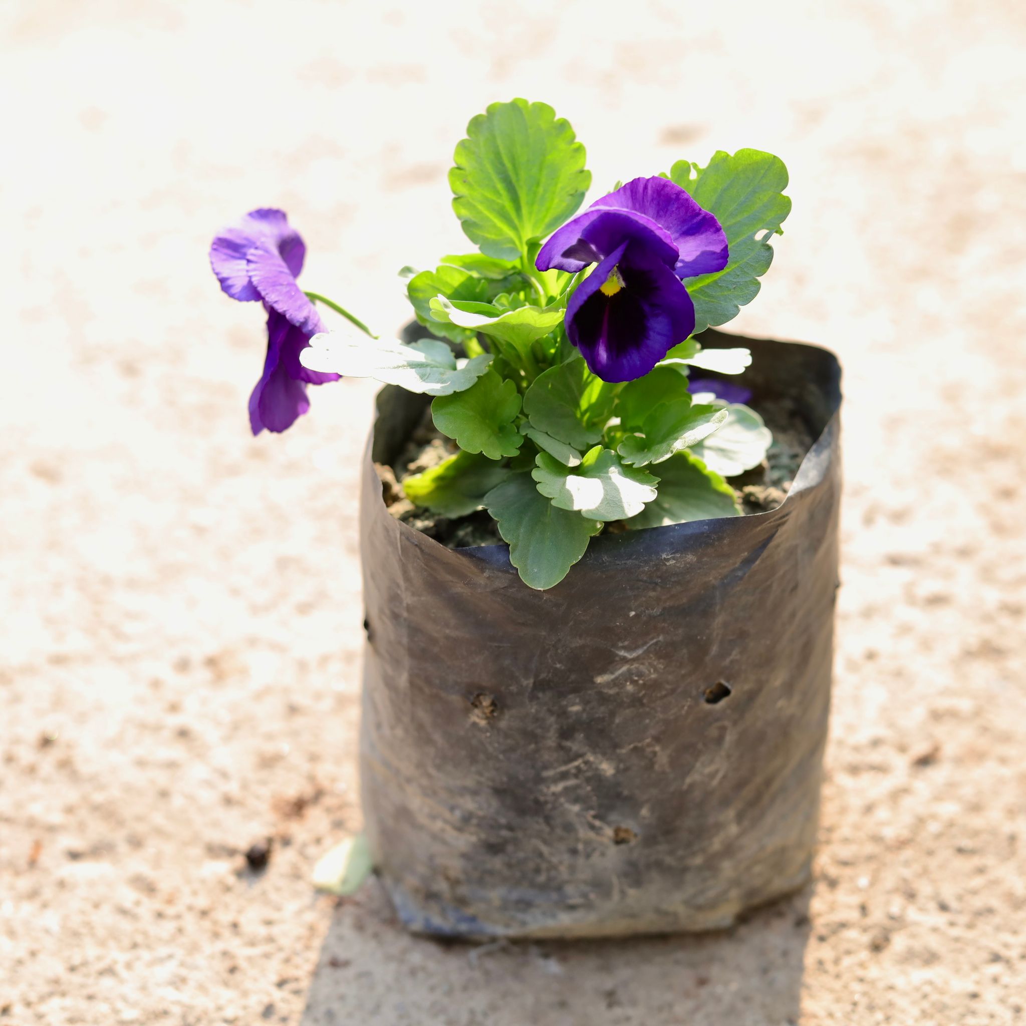 Pansy Blue in 4 Inch Nursery Bag