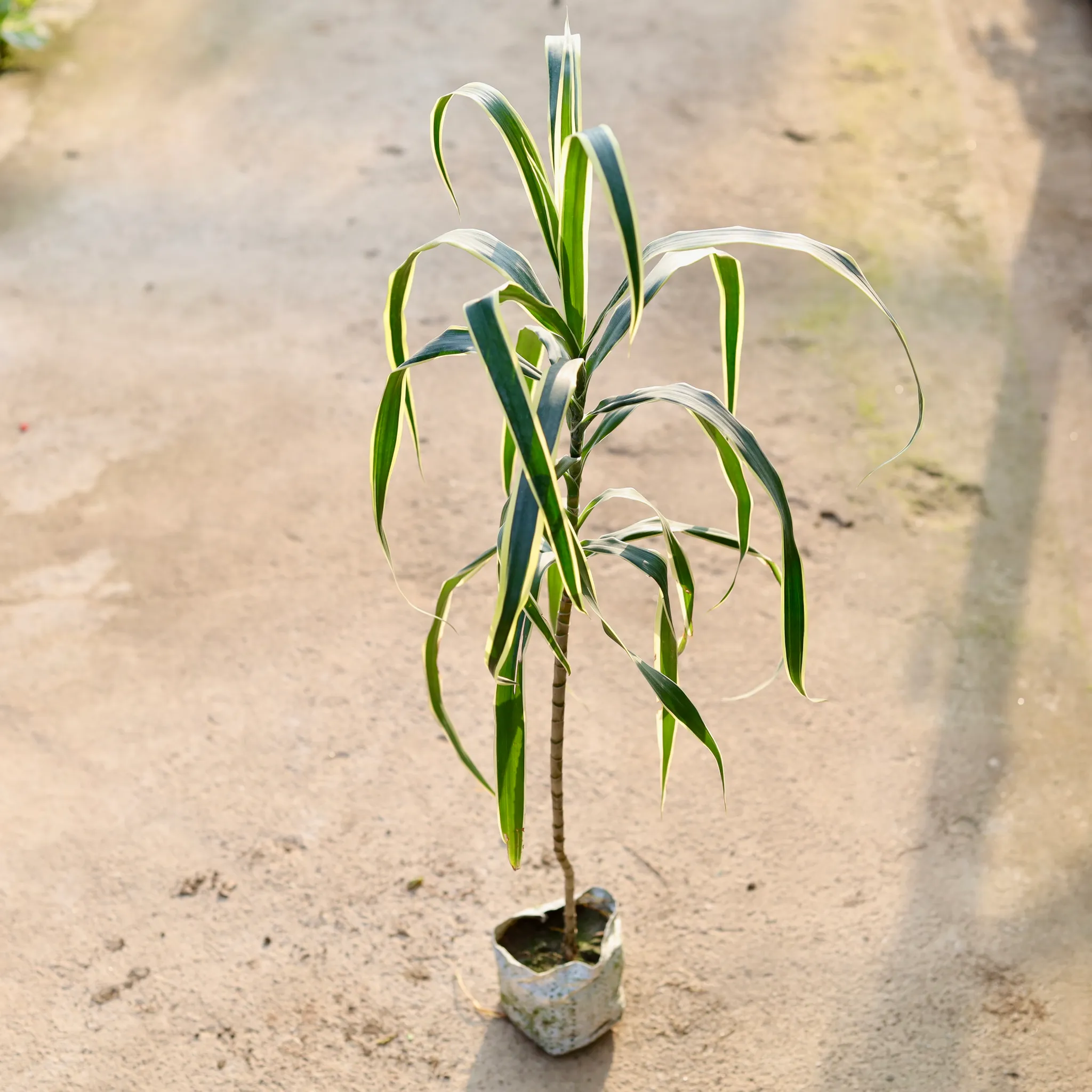 Dracaena Jamaica in 4 Inch Nursery Bag