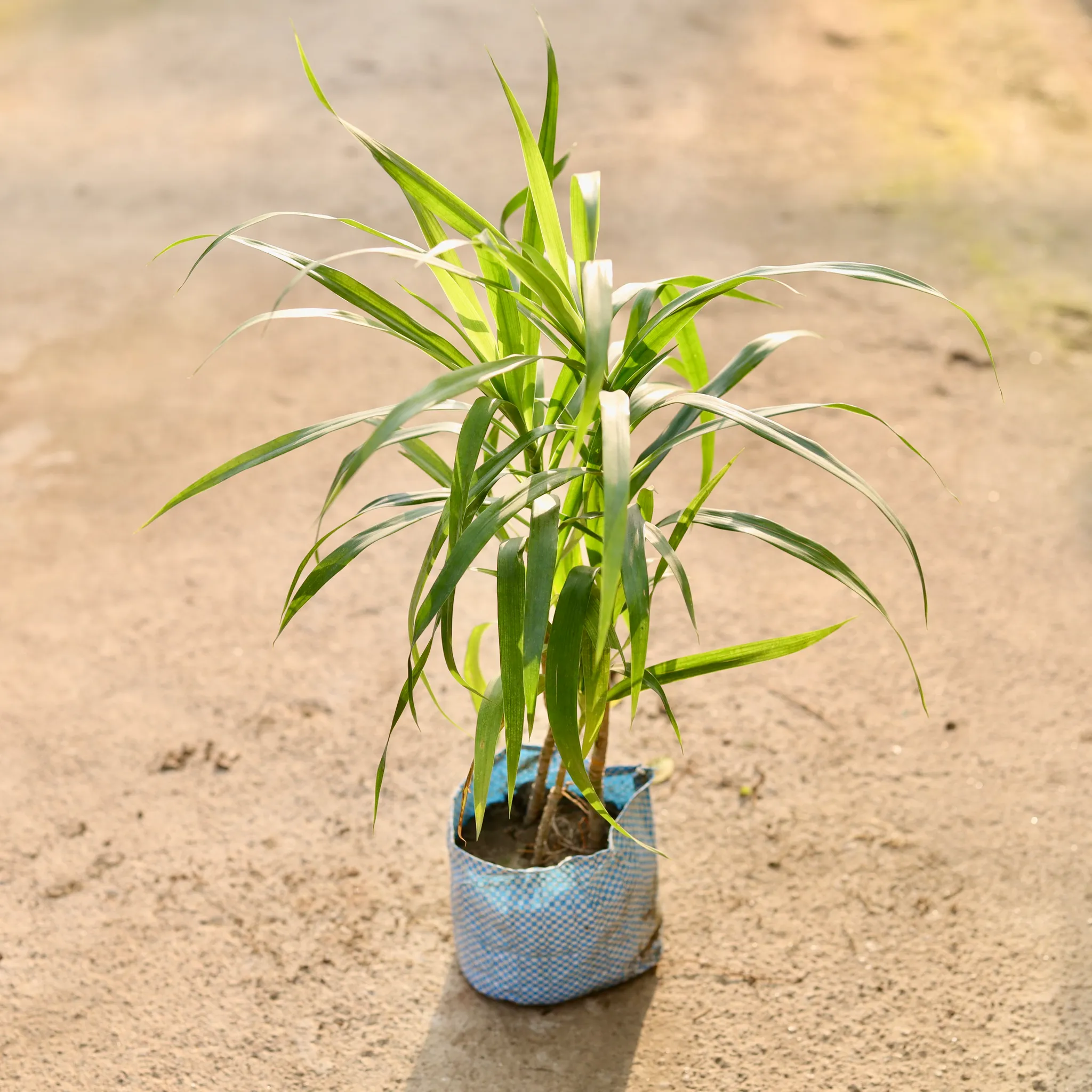 Dracaena Green in 4 Inch Nursery Bag