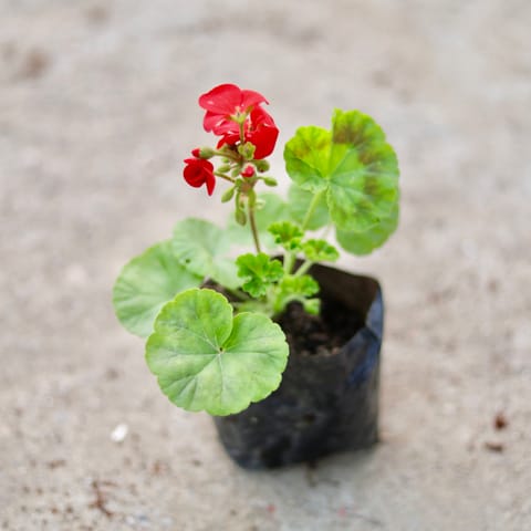 Geranium (Any Colour) in 4 Inch Nursery Bag