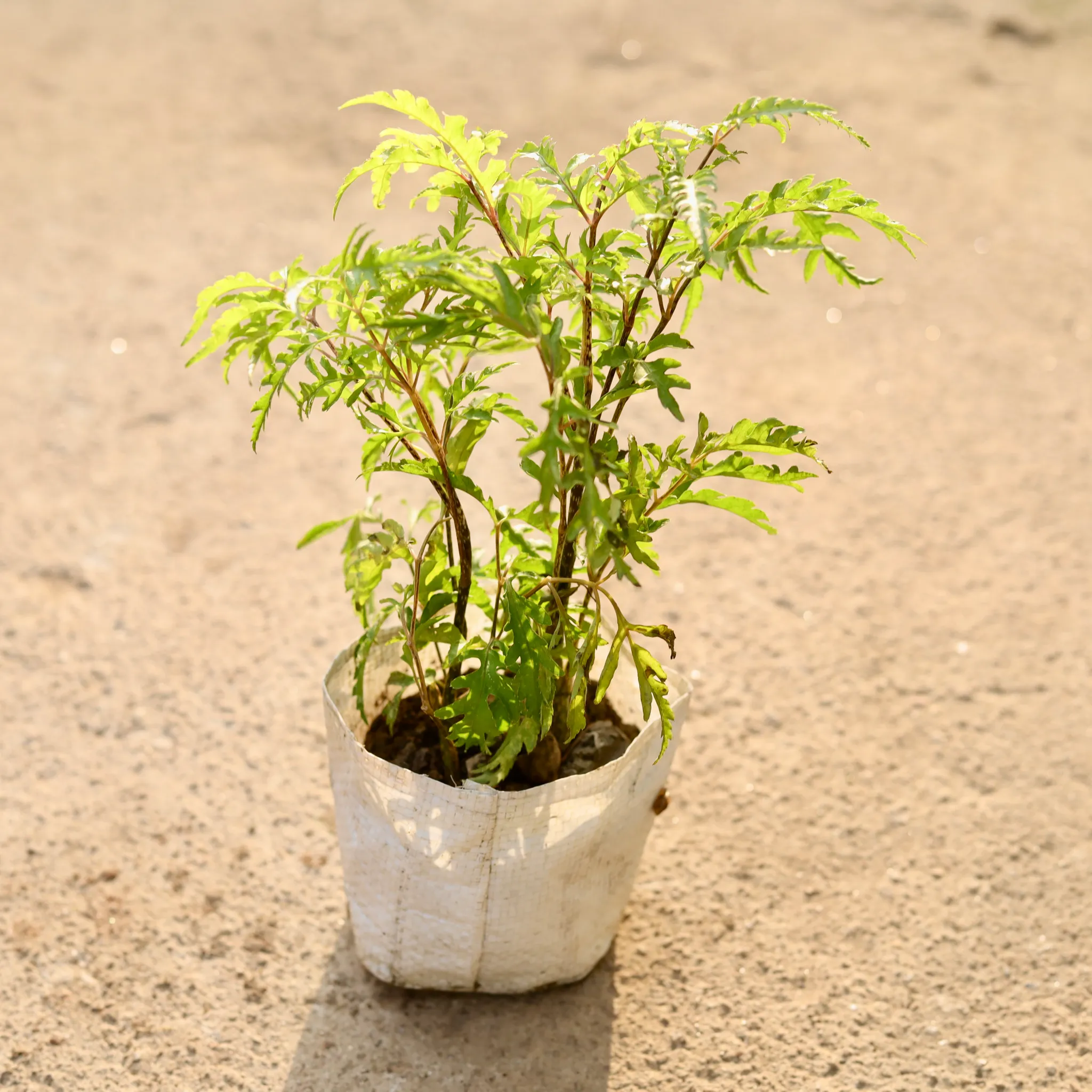 Aralia Neem in 4 Inch Nursery Bag
