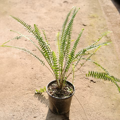 Fern Green in 6 Inch Nursery Pot
