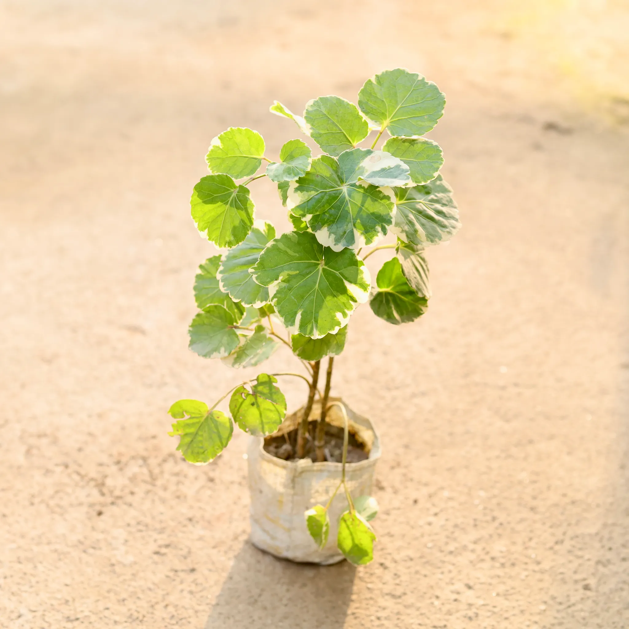 Aralia Dinner Plate in 4 Inch Nursery Bag
