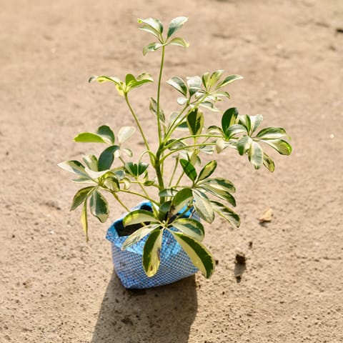 Schefflera Mini in 4 Inch Nursery Bag