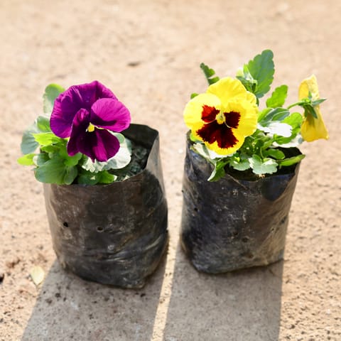Set of 2 - Pansy (any colour) in 4 Inch Nursery Bag