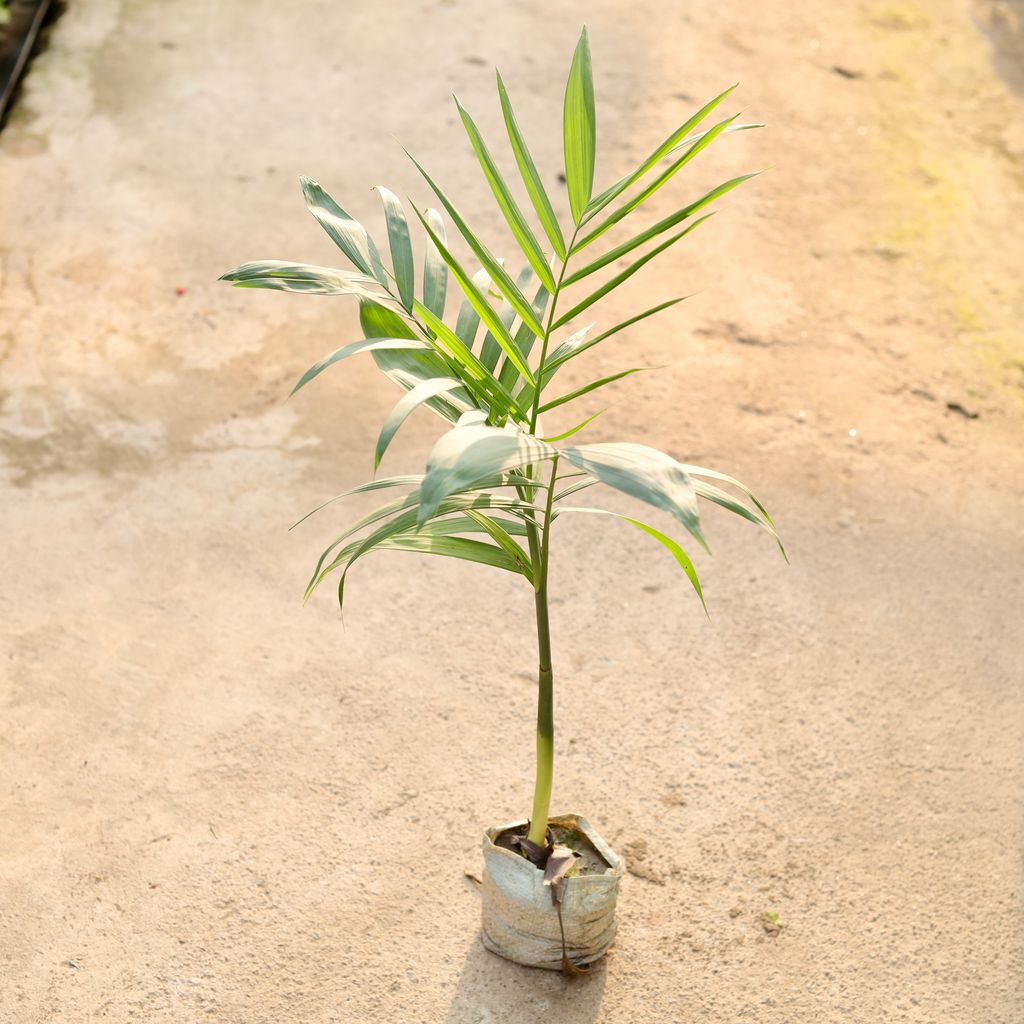 Buy Cane / Bamboo Palm in 4 Inch Nursery Bag Online | Urvann.com Cane / Bamboo Palm in 4 Inch Nursery Bag