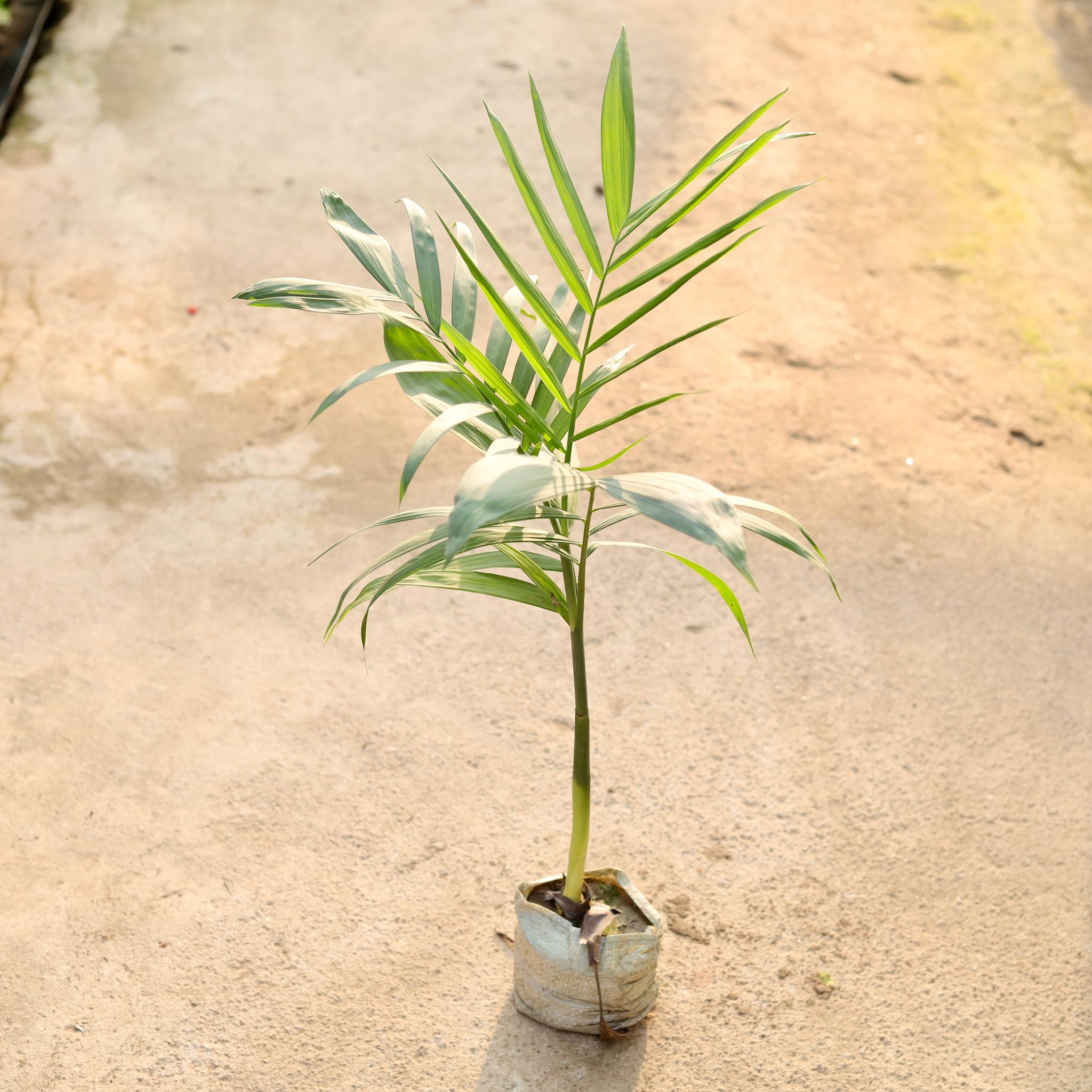 Cane / Bamboo Palm in 4 Inch Nursery Bag