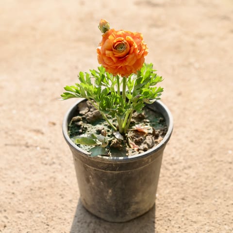 Ranunculus / Buttercup (Any Colour) in 6 Inch Nursery Pot