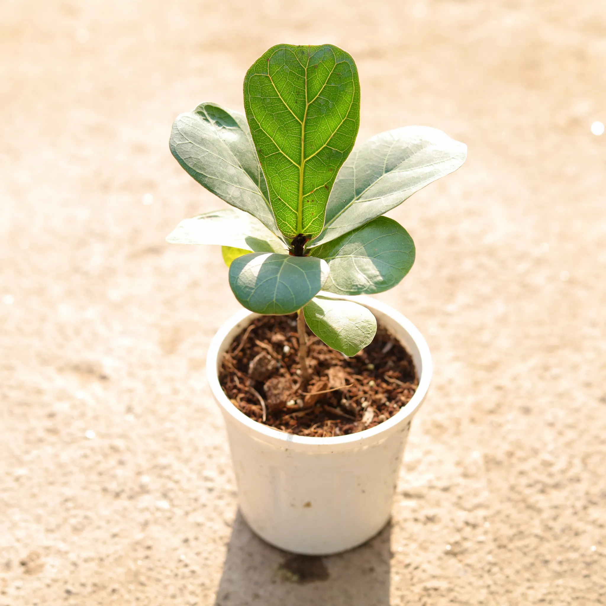 Fiddle Leaf Fig / Ficus Lyrata in 4 Inch Nursery Pot