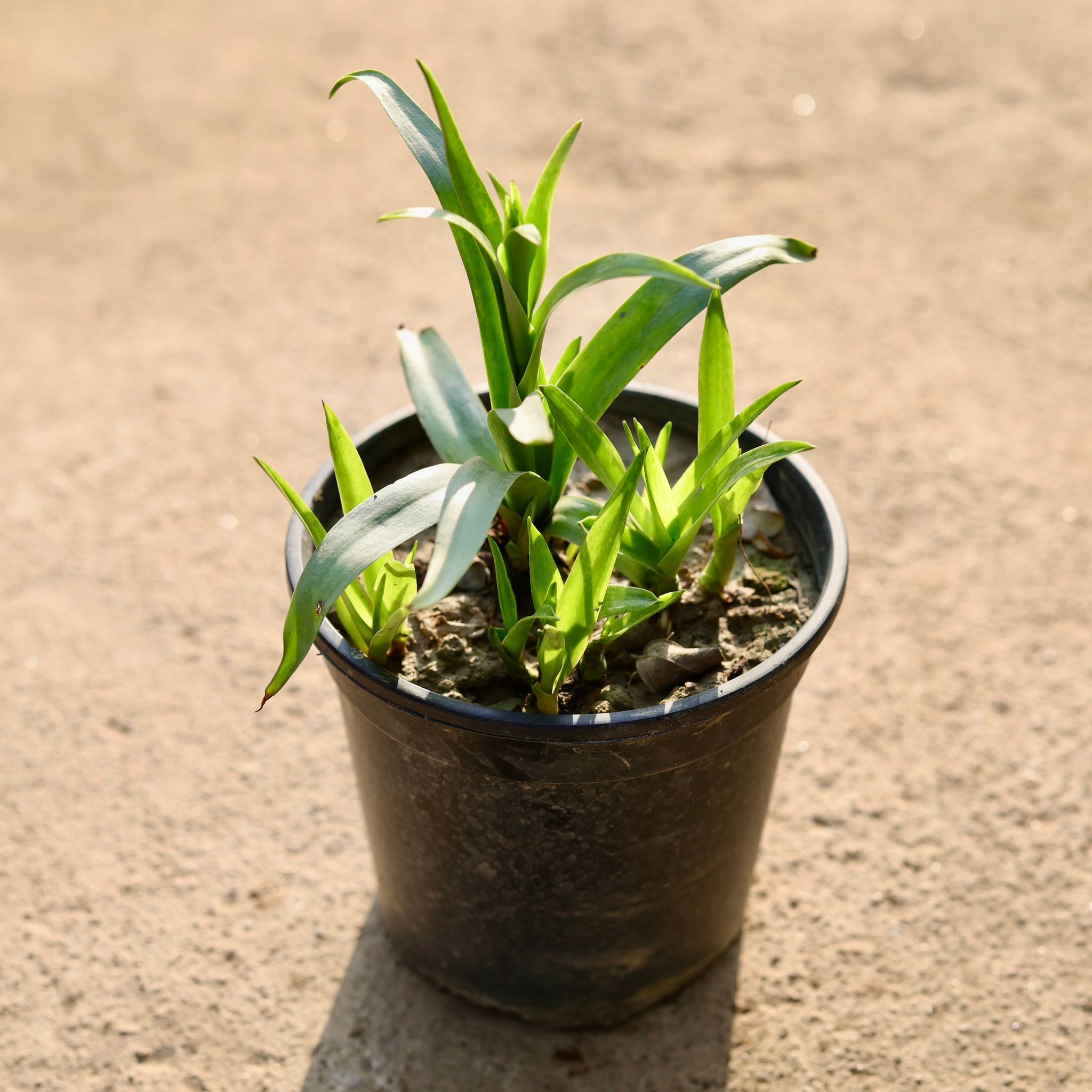 Rajnigandha / Tuberose (any colour) in 6 Inch Nursery Pot