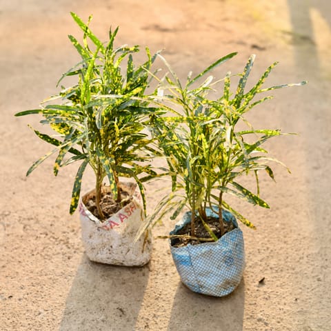 Set of 2 - Chironji Croton in 4 Inch Nursery Bag