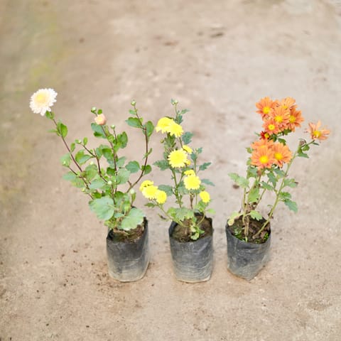 Set of 3 - Chrysanthemum / Guldawari / Guldaudi (any colour) in 4 Inch Nursery Bag