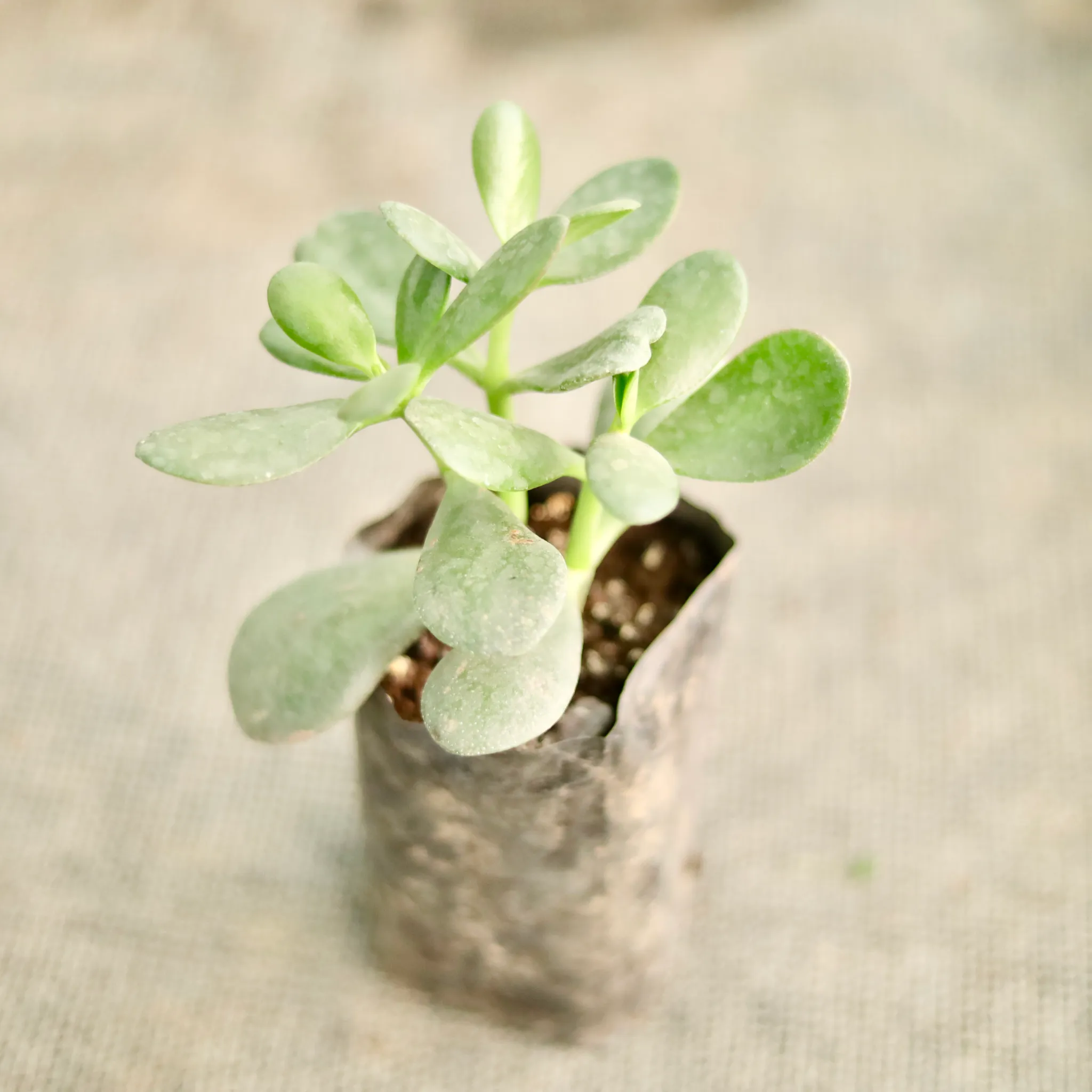 Dhan kuber plant in 4 Inch Nursery Bag