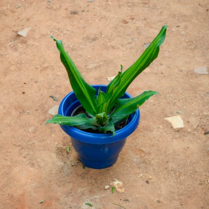 Buy Dracaena Fragrans in 8 Inch Blue Classy Plastic Pot Online | Urvann.com