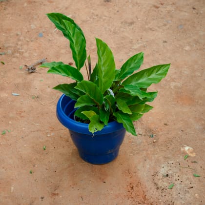 Buy Calathea Rufibarba in 8 Inch Blue Classy Plastic Pot Online | Urvann.com