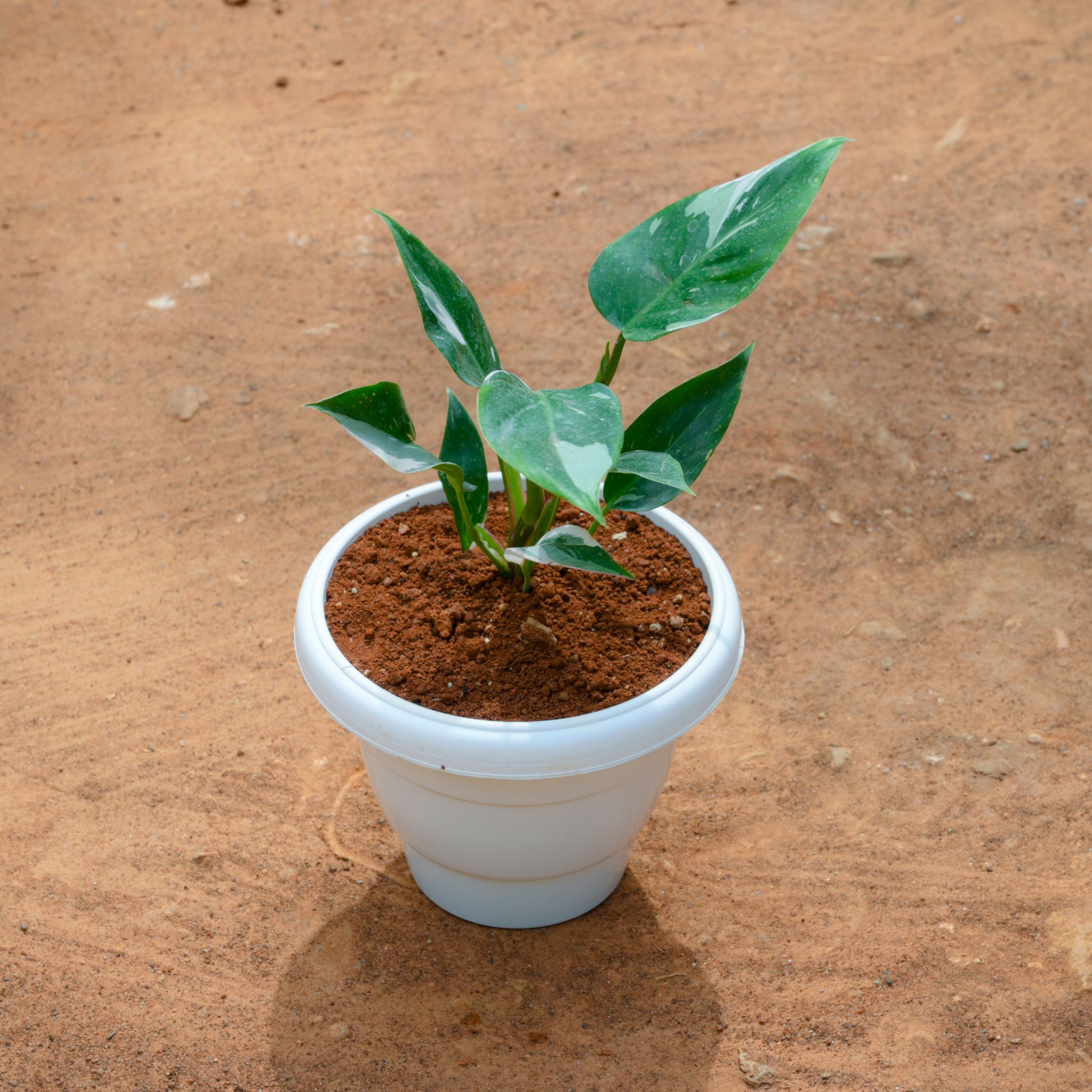 Philodendron White Princess in 8 Inch White Classy Plastic Pot