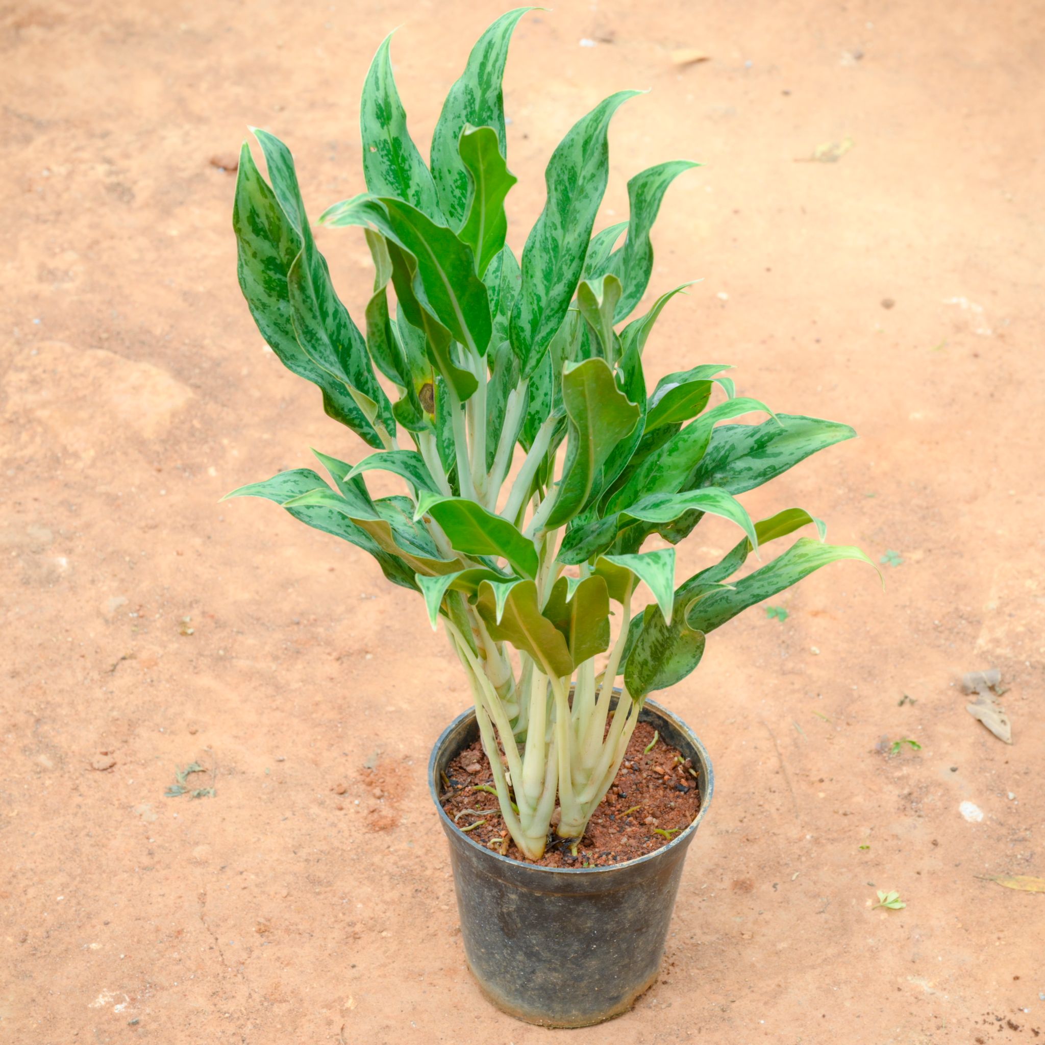 Aglaonema Chinese Evergreen in 5 Inch Nursery Pot