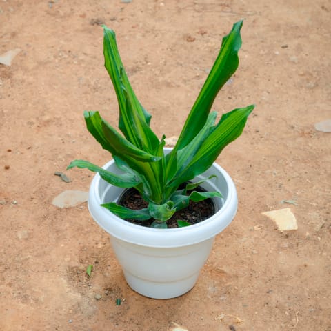 Dracaena Fragrans in 8 Inch White Classy Plastic Pot