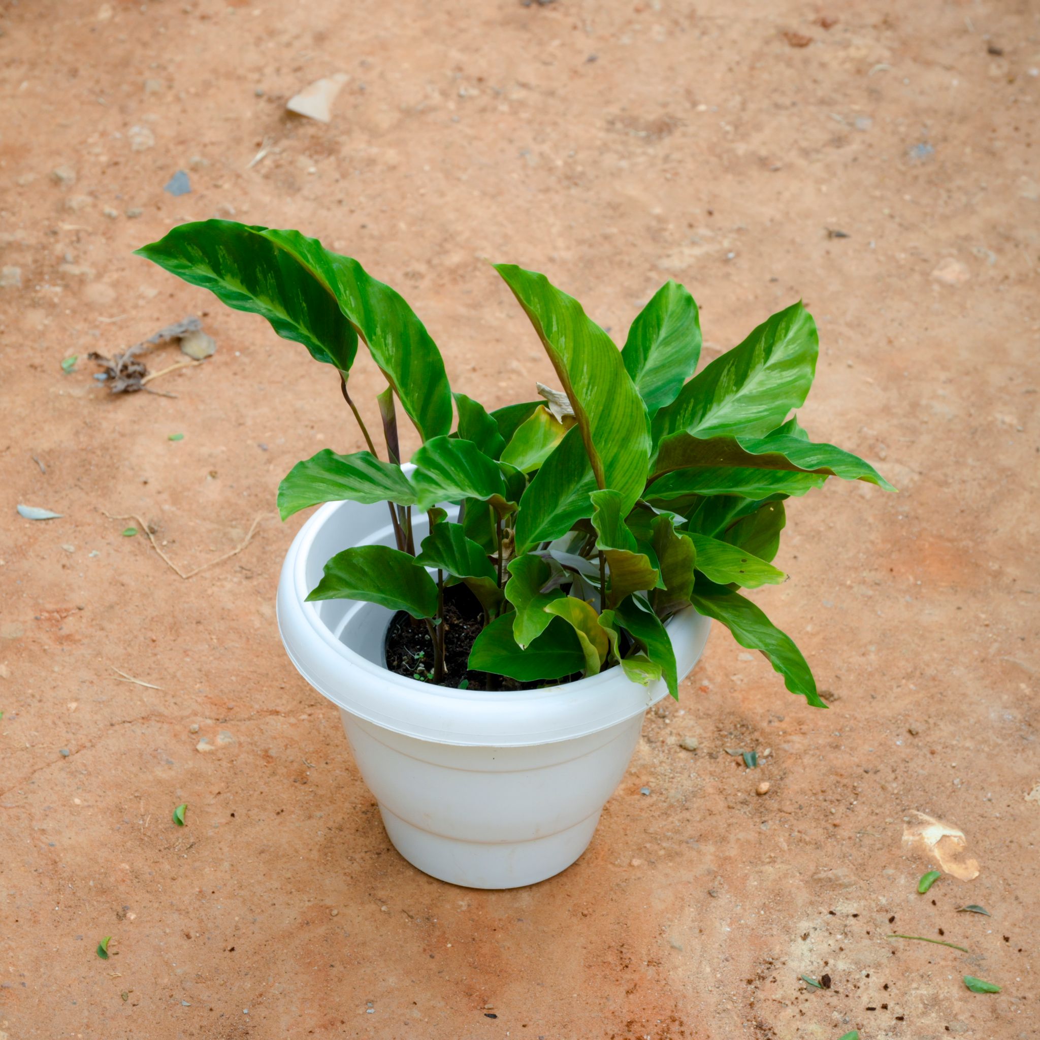 Calathea Rufibarba in 8 Inch White Classy Plastic Pot